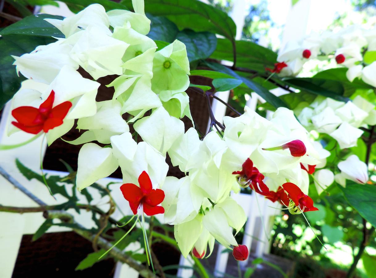 Rosa Lodge กาอุยตา ภายนอก รูปภาพ